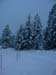 0275 - Pretty snow trees