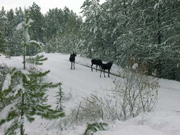 0281 - Mama and twin yearling moose