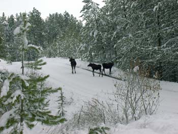 0283 - Mama and twin yearling moose