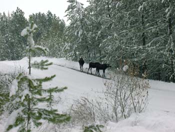 0287 - Mama and twin yearling moose